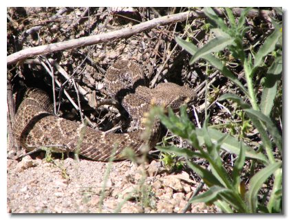 Pinnacle Peaks 046